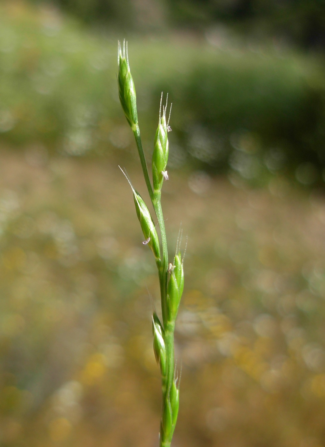 Micropyrum tenellum (L.) Link / Festuca annua